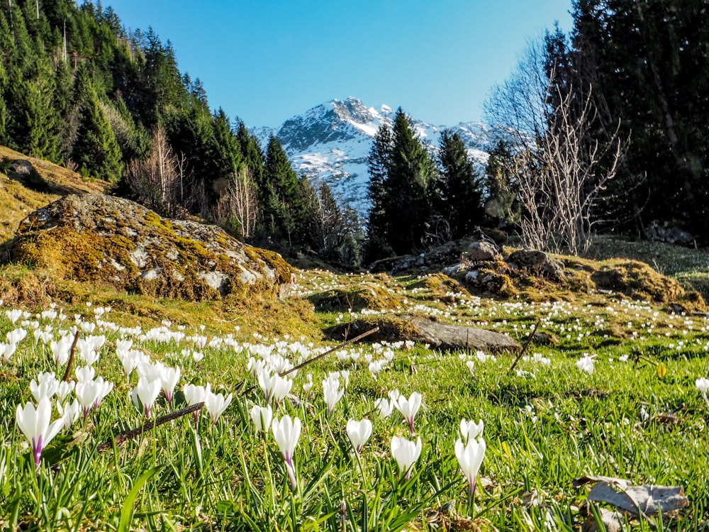 a field of snowdrops with a mountain in the background