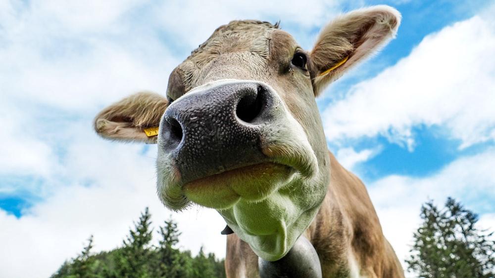 a close up of a cow's face with trees in the background