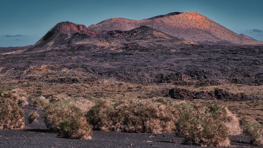 a mountain range with a few bushes in the foreground