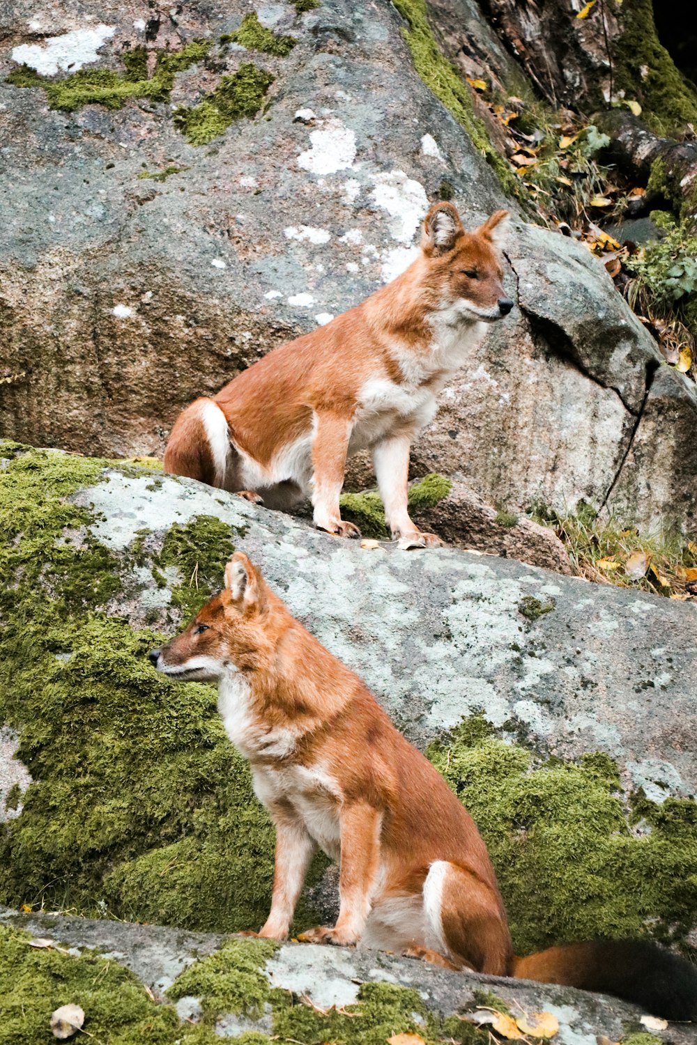 a couple of dogs sitting on top of a moss covered rock