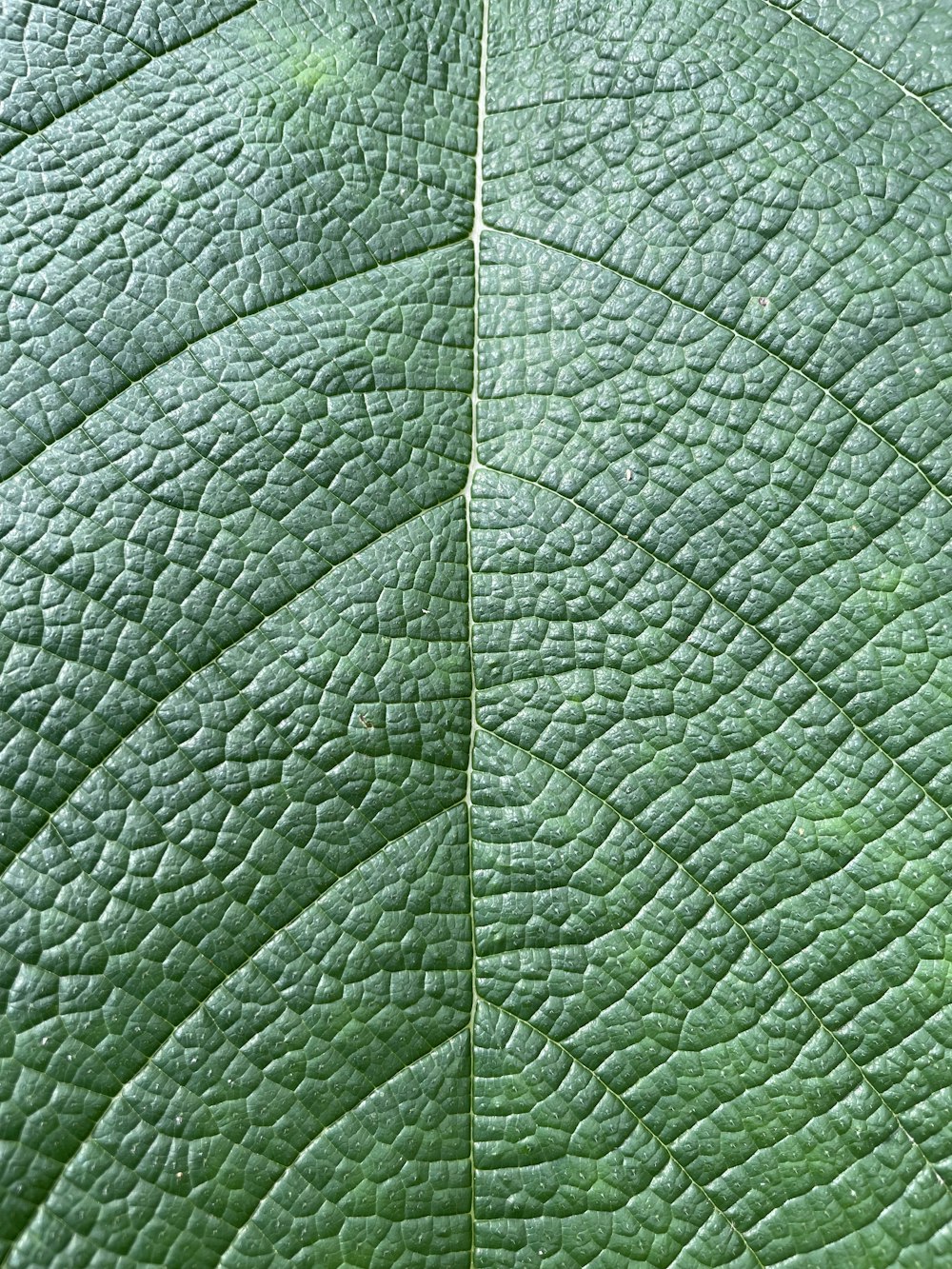 a close up view of a green leaf