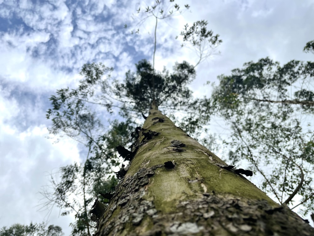 looking up at a tall tree in a forest