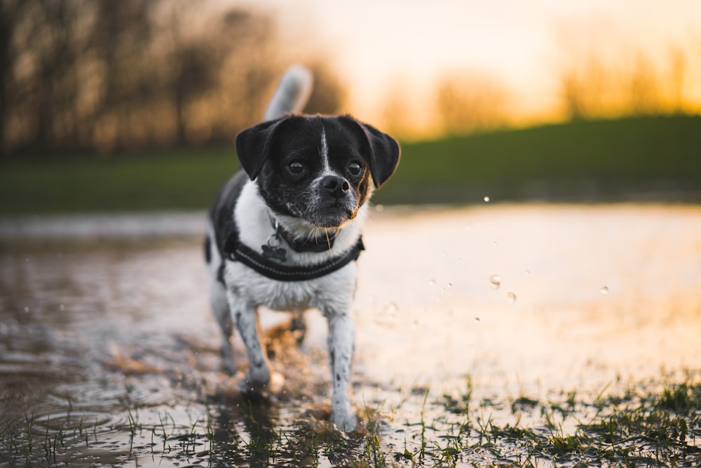 a black and white dog standing in a puddle of water