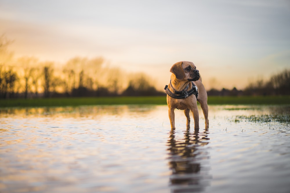 a dog is standing in the water at sunset