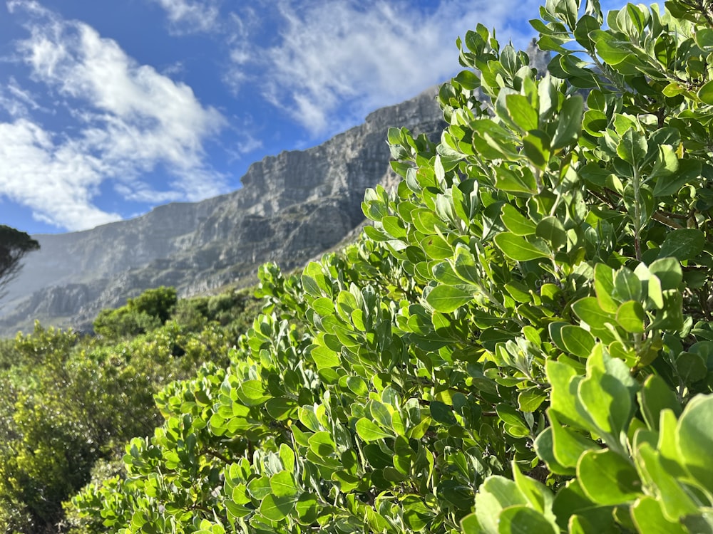 un arbusto con hojas verdes y una montaña al fondo