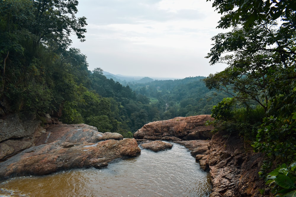 a river running through a lush green forest