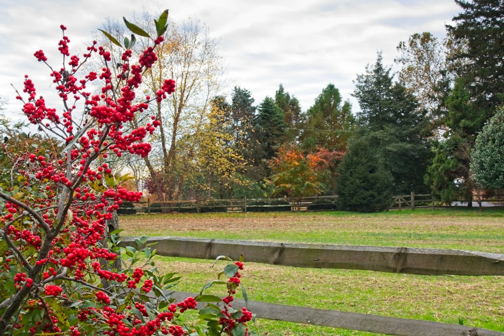 a wooden fence in front of a field with red berries on it