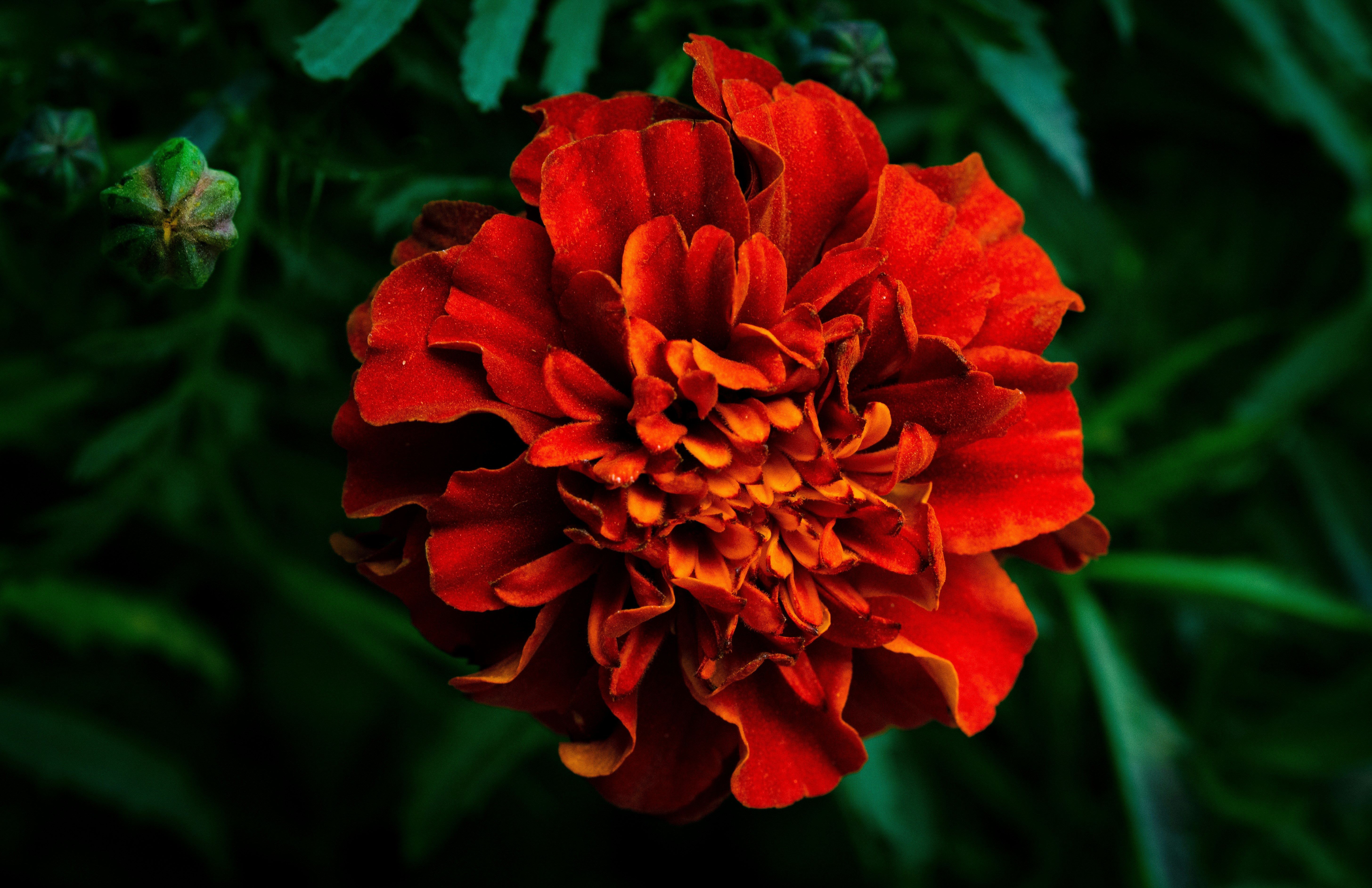 Photo by shashishankarghosh