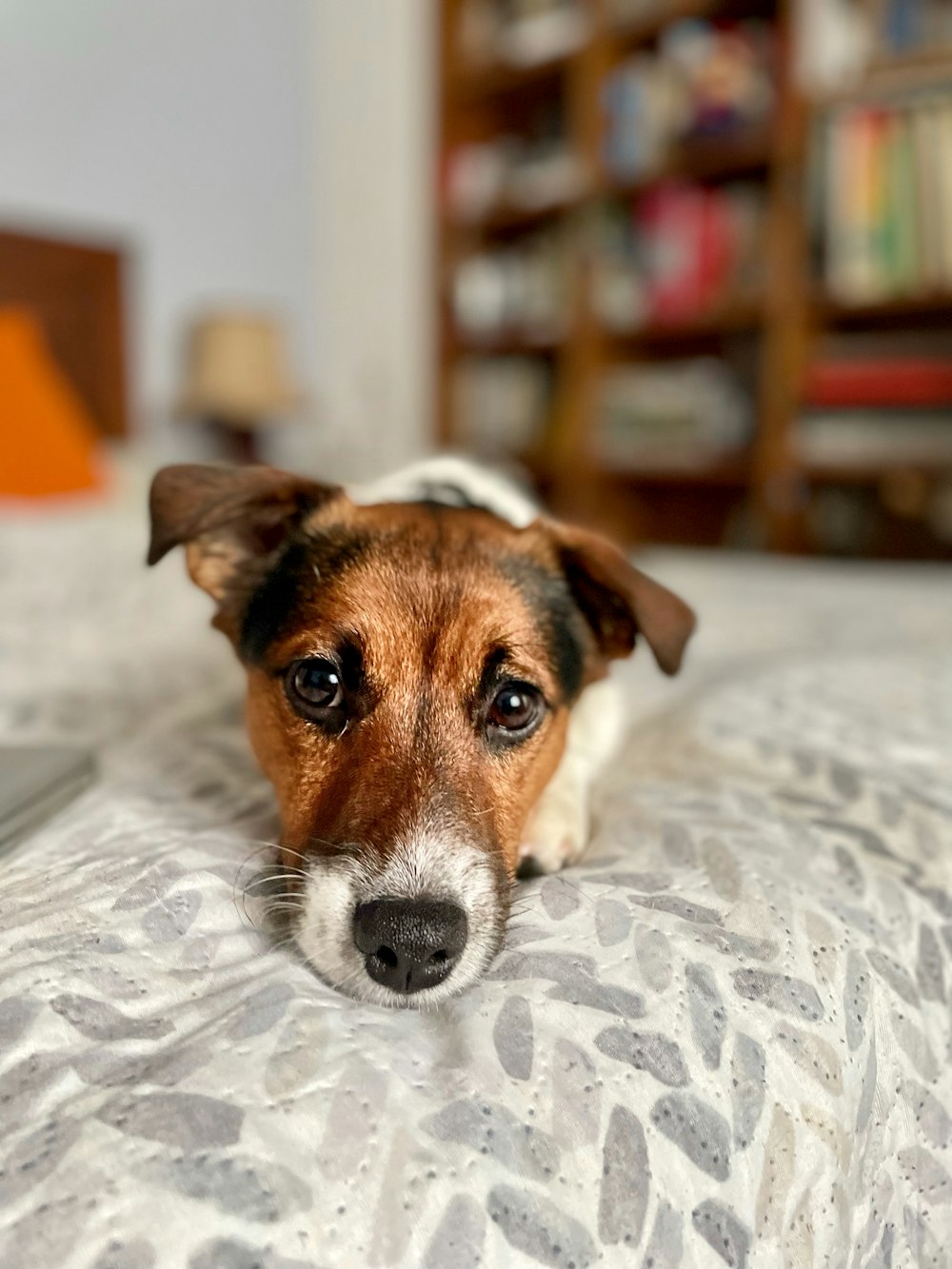 a brown and white dog laying on top of a bed