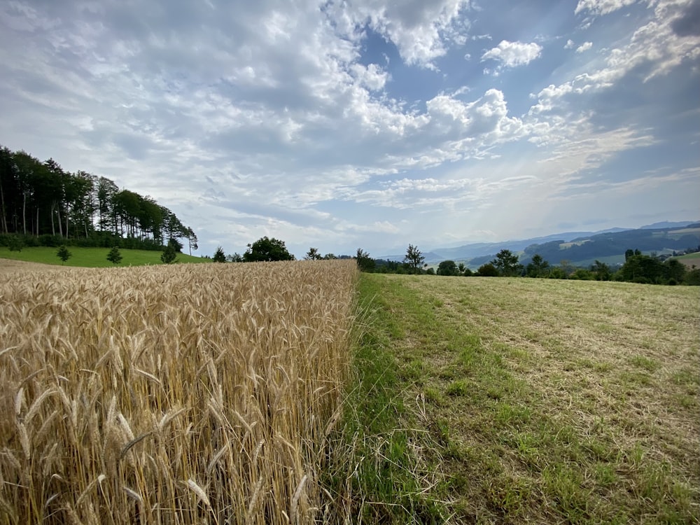 a field of grass with trees in the background