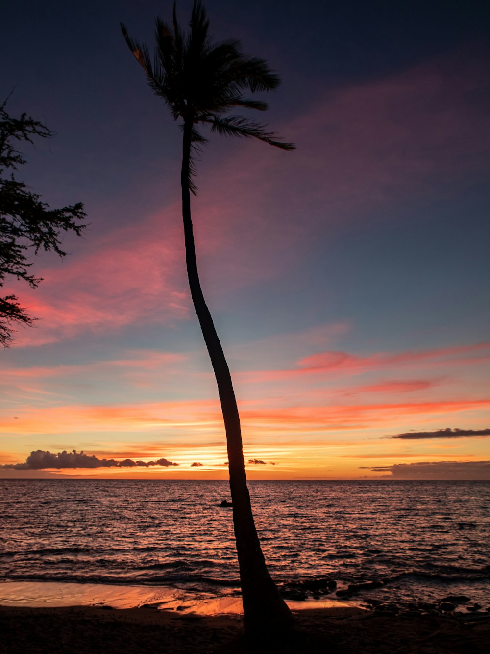 a palm tree on a beach at sunset
