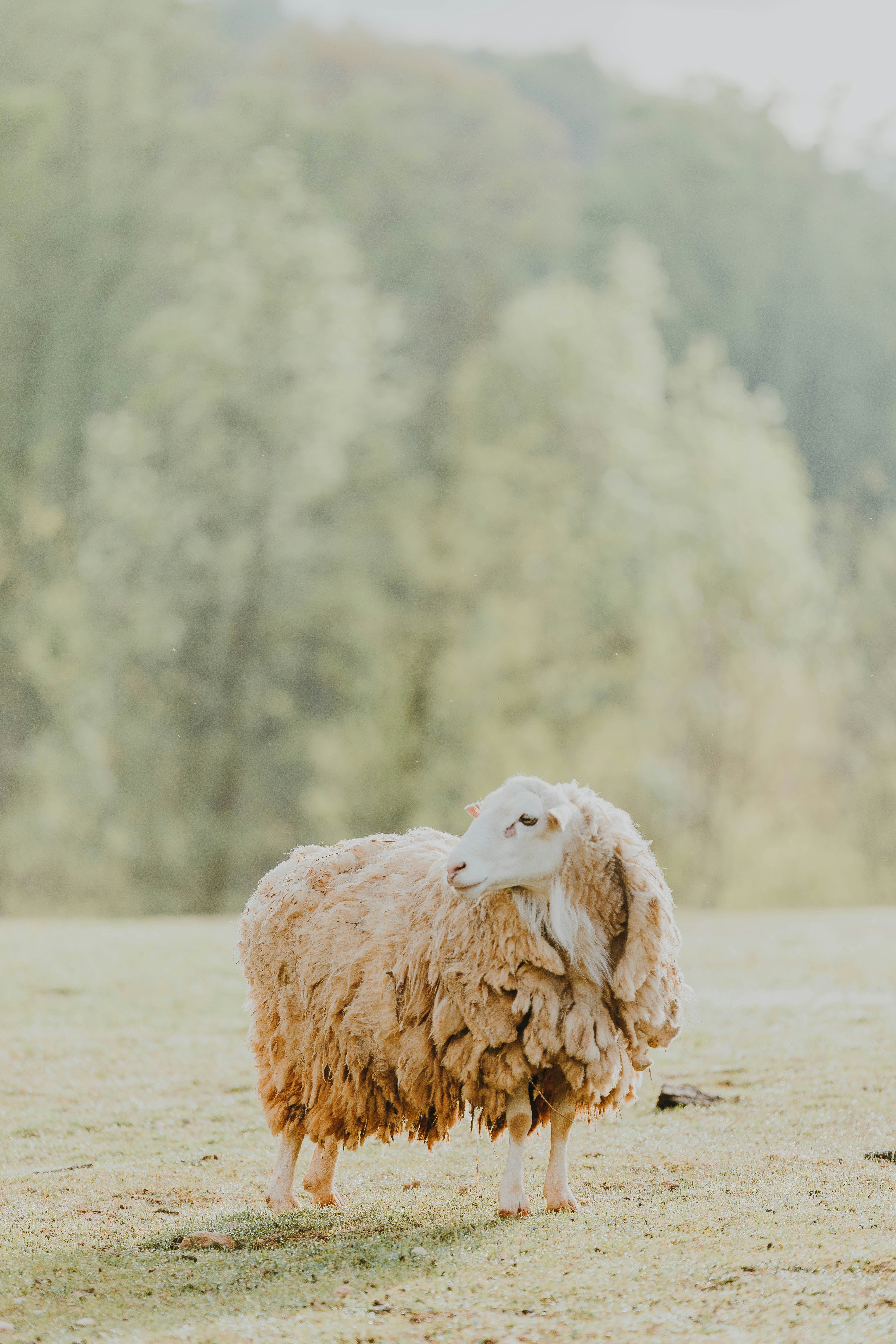 a sheep standing in a field with trees in the background