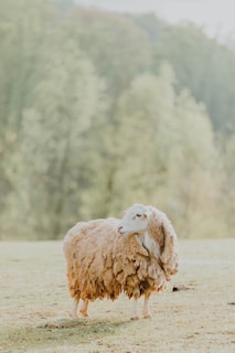 a sheep standing in a field with trees in the background