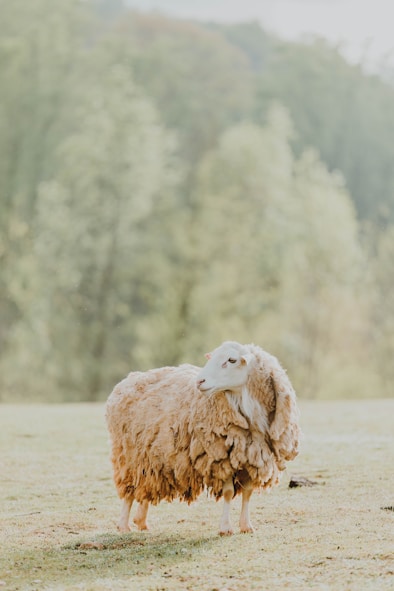 a sheep standing in a field with trees in the background