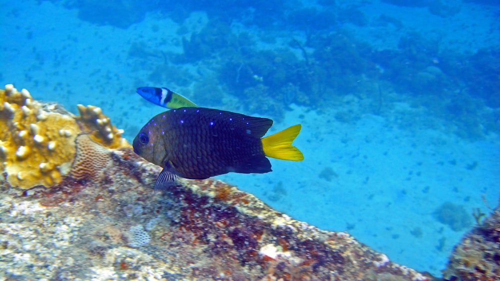 a blue and yellow fish on a coral reef