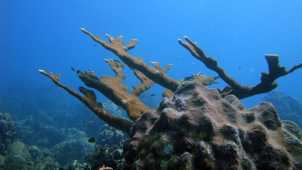 an underwater view of a coral reef with fish