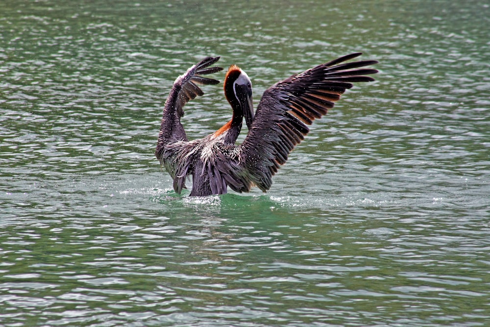 a large bird with it's wings spread out in the water