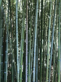 Tall, slender stalks of bamboo stand closely together, their surfaces a mix of light and dark green. The dense arrangement of the bamboo creates a forest-like atmosphere, with light filtering through the leaves above.