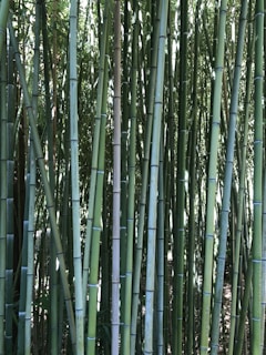 Tall, slender stalks of bamboo stand closely together, their surfaces a mix of light and dark green. The dense arrangement of the bamboo creates a forest-like atmosphere, with light filtering through the leaves above.