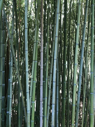 Tall, slender stalks of bamboo stand closely together, their surfaces a mix of light and dark green. The dense arrangement of the bamboo creates a forest-like atmosphere, with light filtering through the leaves above.