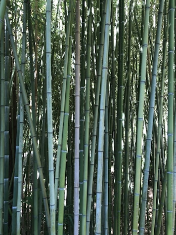 Tall, slender stalks of bamboo stand closely together, their surfaces a mix of light and dark green. The dense arrangement of the bamboo creates a forest-like atmosphere, with light filtering through the leaves above.