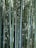 Tall, slender stalks of bamboo stand closely together, their surfaces a mix of light and dark green. The dense arrangement of the bamboo creates a forest-like atmosphere, with light filtering through the leaves above.