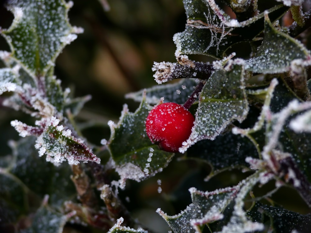 a red berry sitting on top of a leaf covered tree