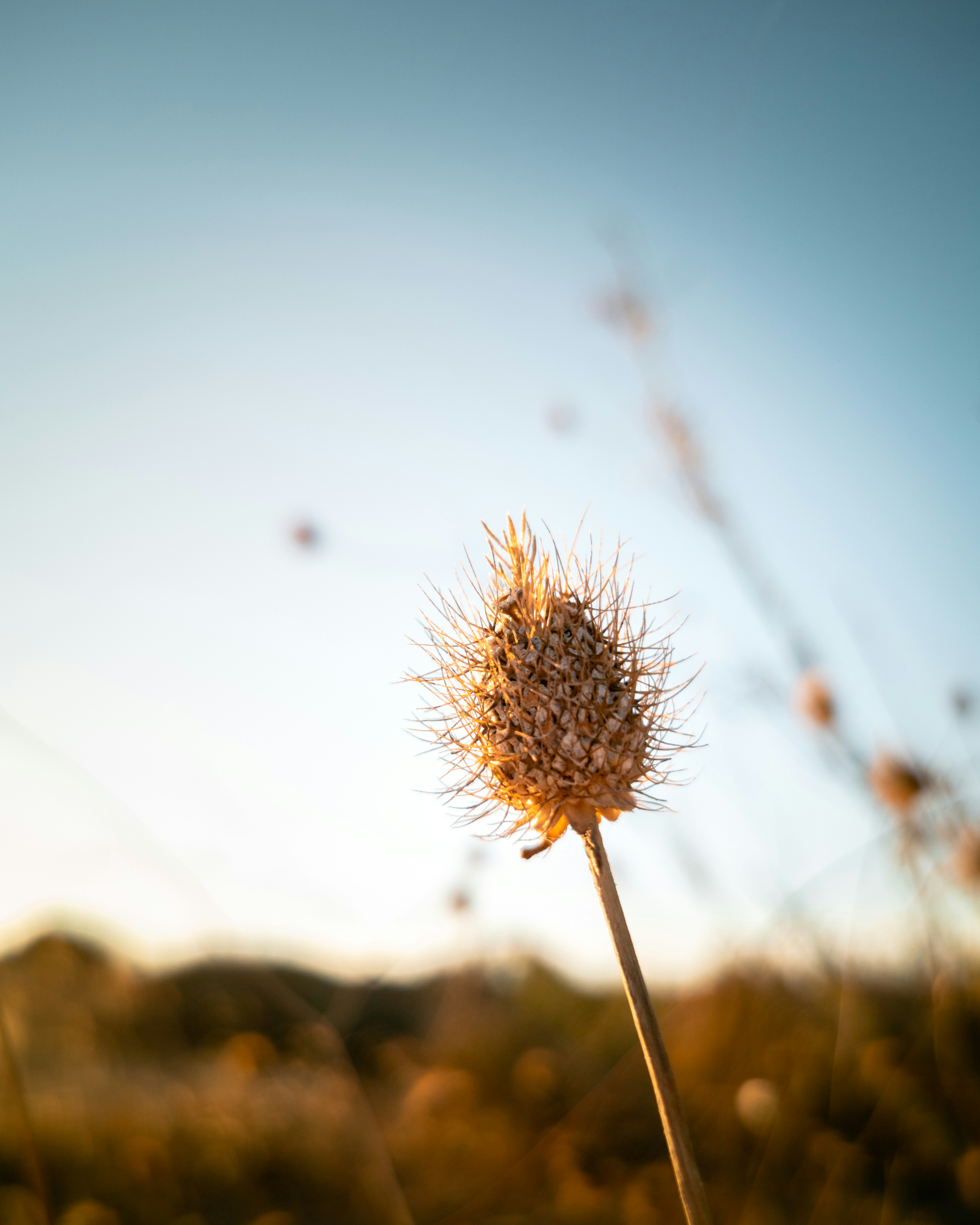 Photo by tiago_f_ferreira