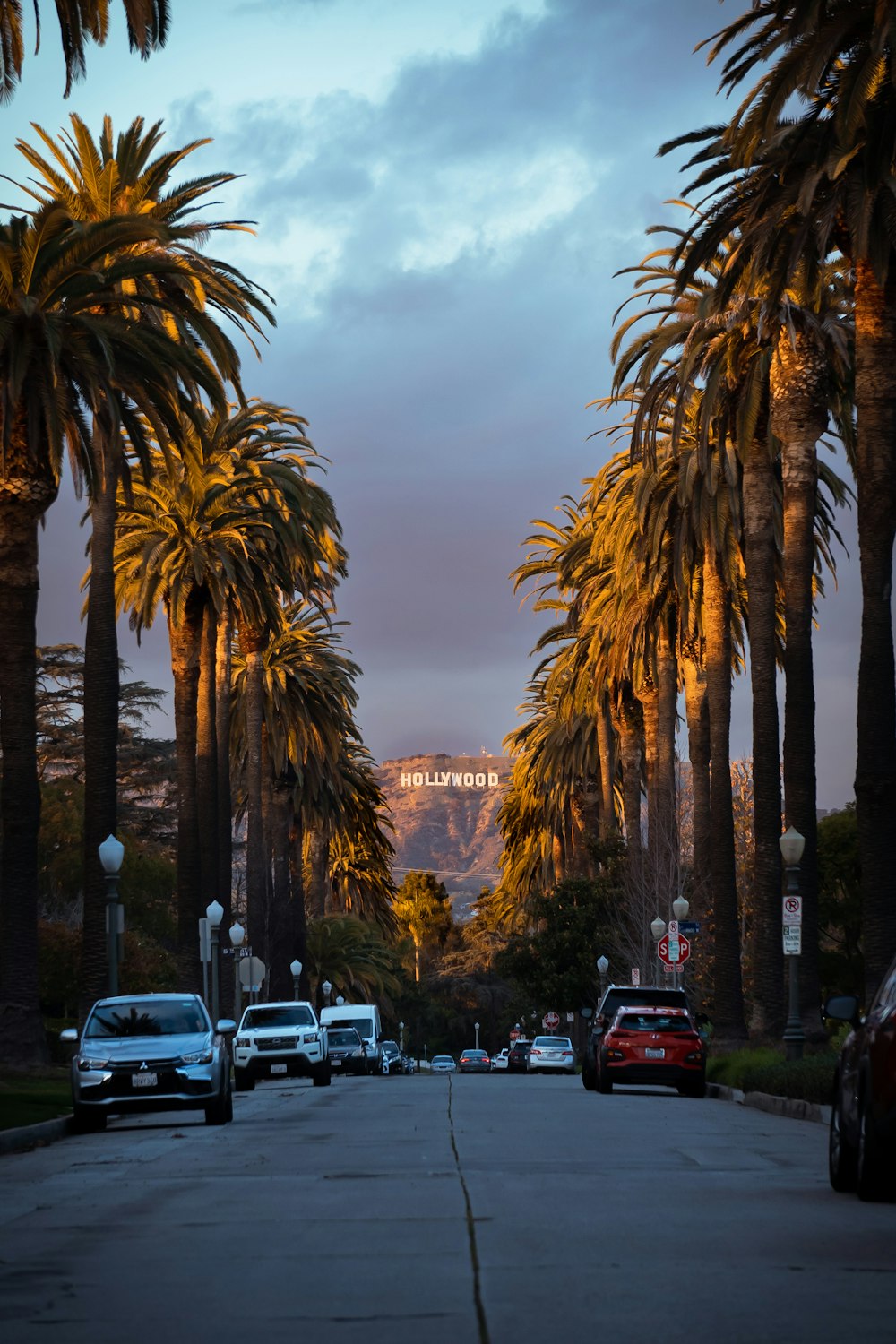 palm trees line a street in a city