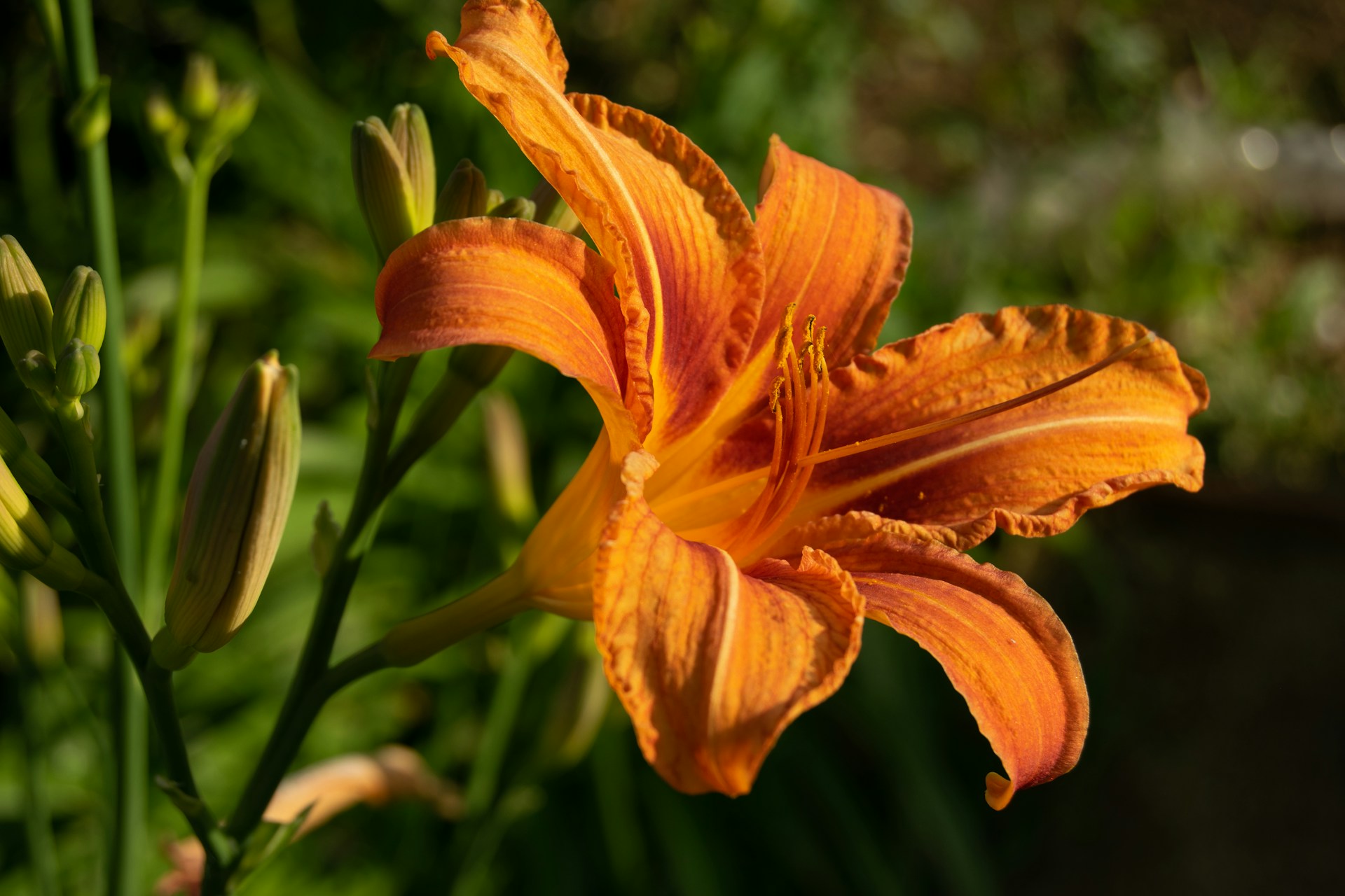 a close up of an orange flower in a field