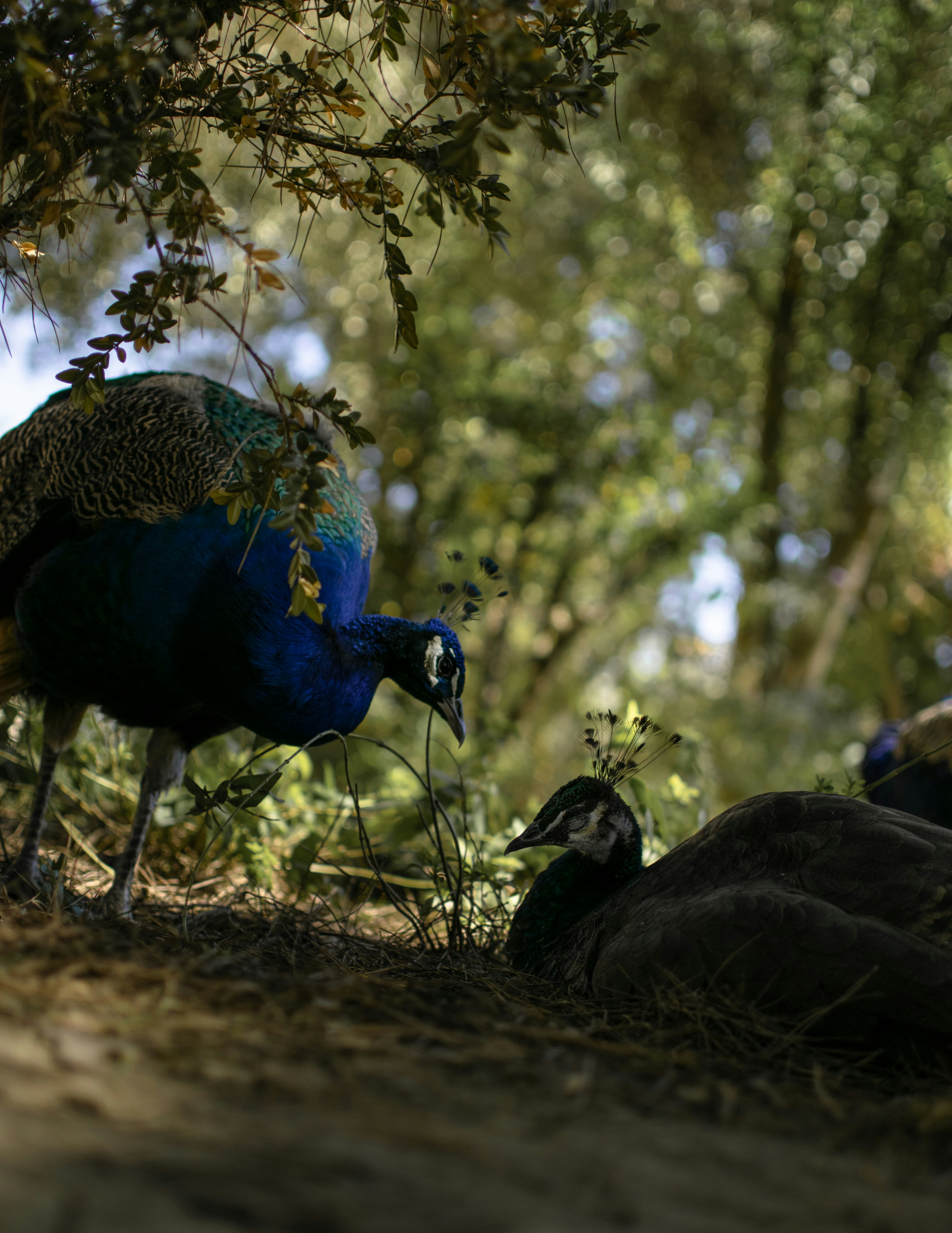 a couple of birds that are standing in the dirt