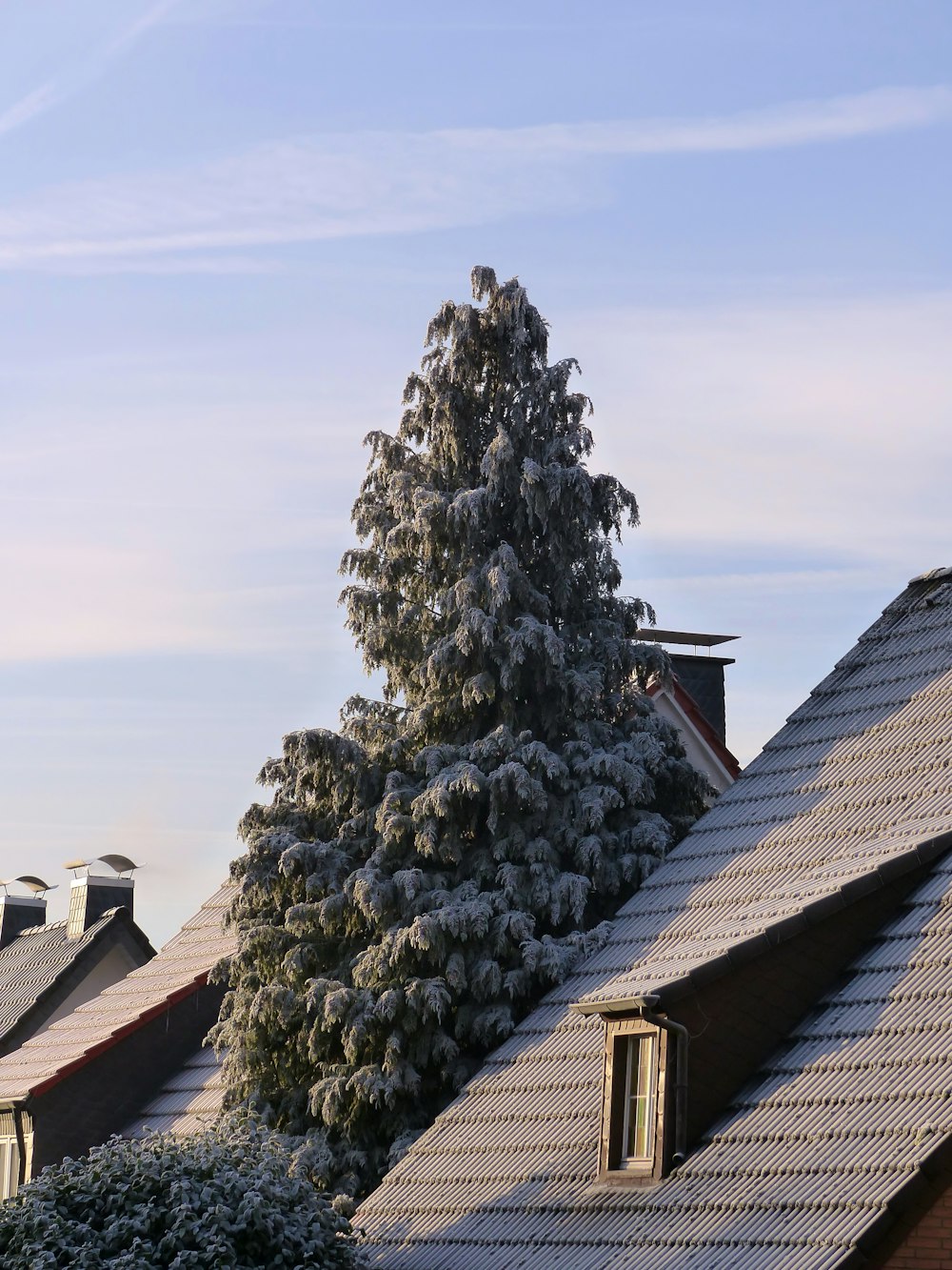 a snow covered roof with a tree in the foreground