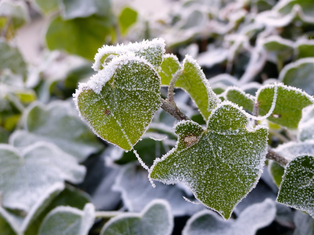 a close up of a leaf covered in frost