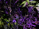 A detailed shot of colorful event decorations with soft natural lighting