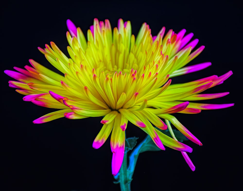 a close up of a yellow and pink flower