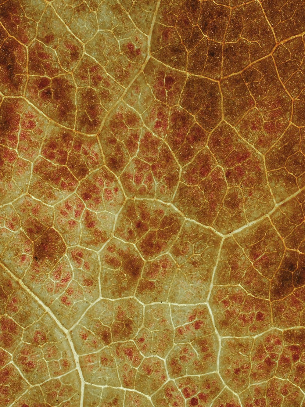 a close up of a leaf with red spots