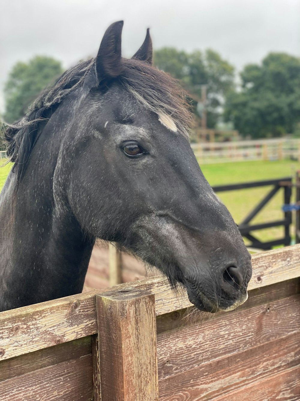 a black horse standing next to a wooden fence