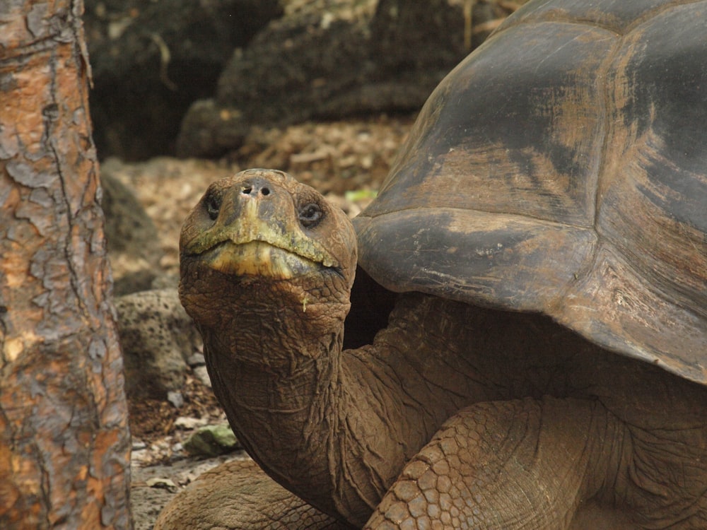 a close up of a turtle near a tree