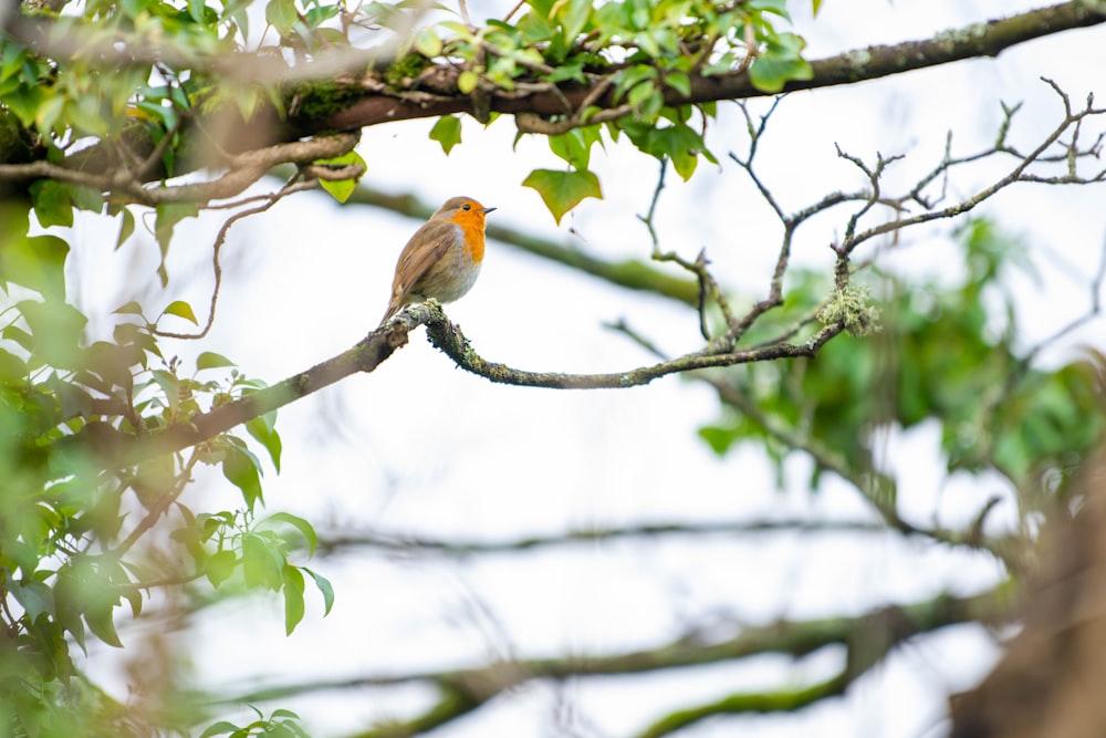 a small bird perched on a tree branch