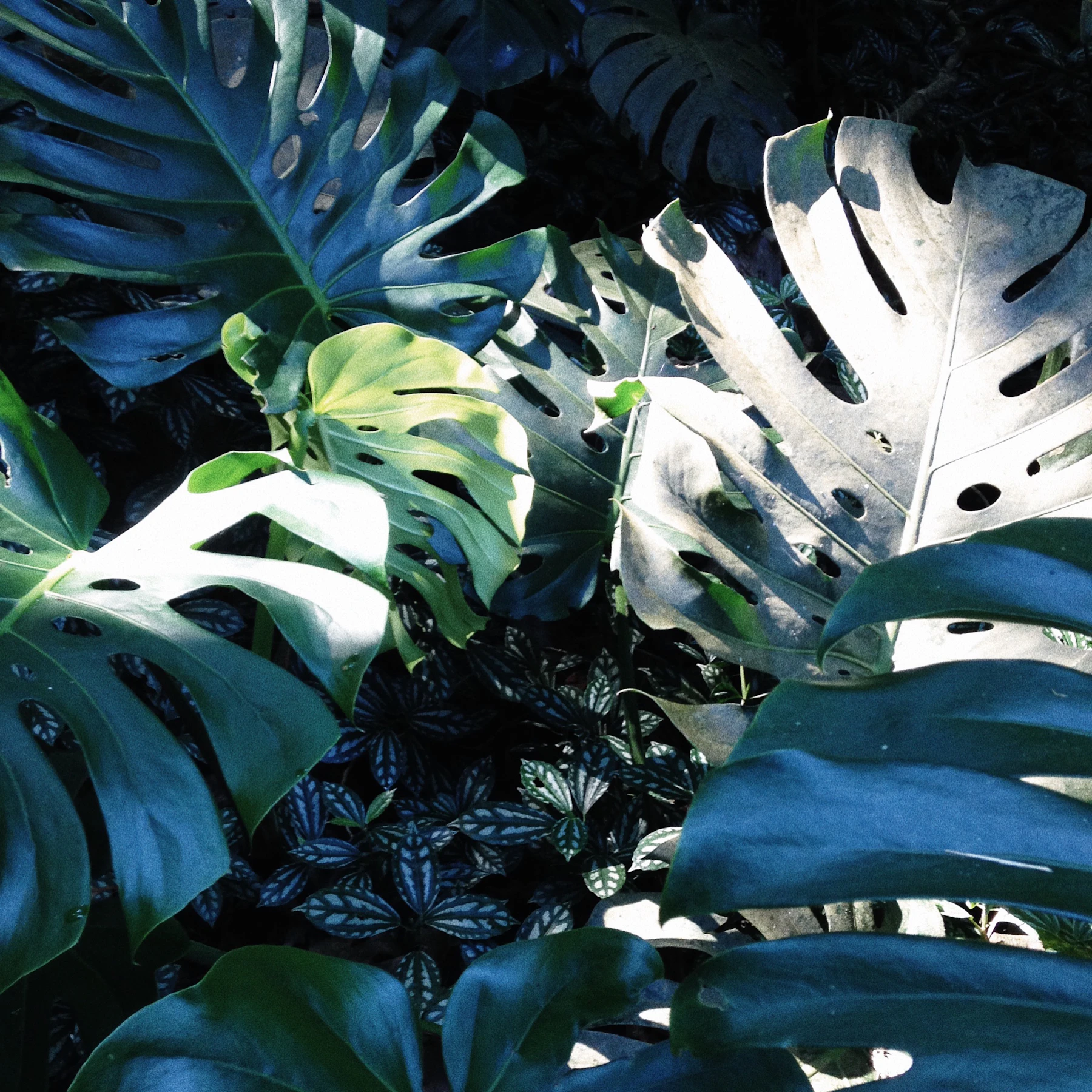 Dense foliage in deep shade, where the daylight has already fallen away