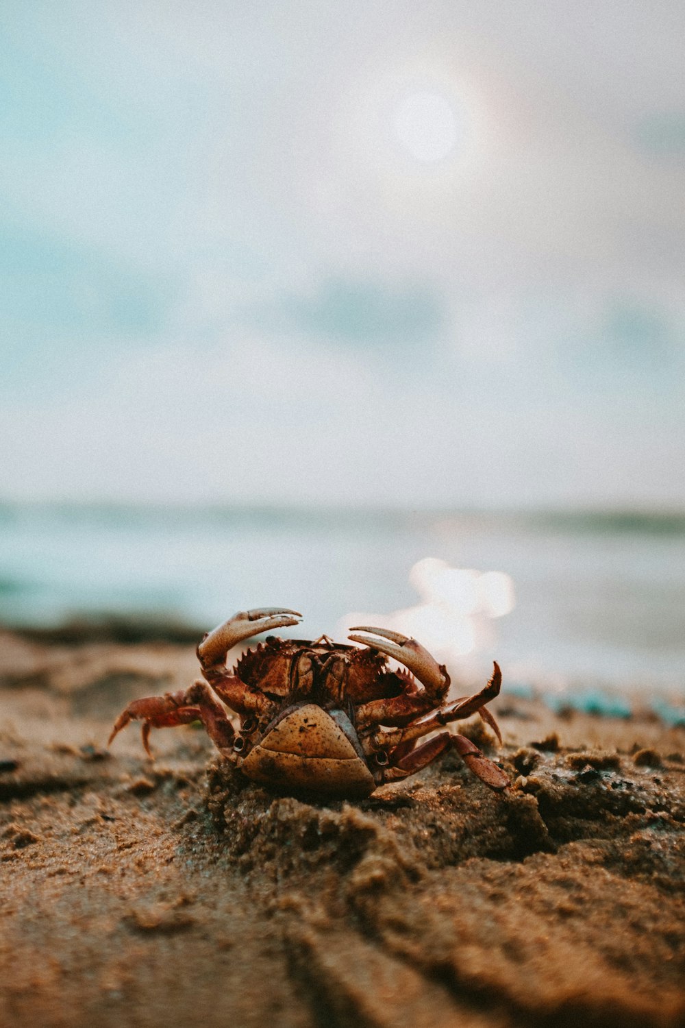 a crab on a beach with the ocean in the background