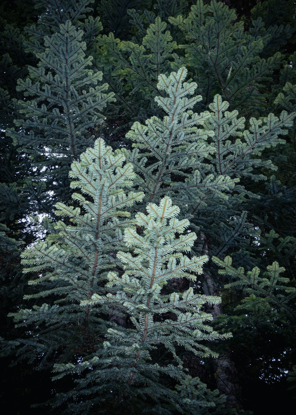 a group of pine trees with green leaves
