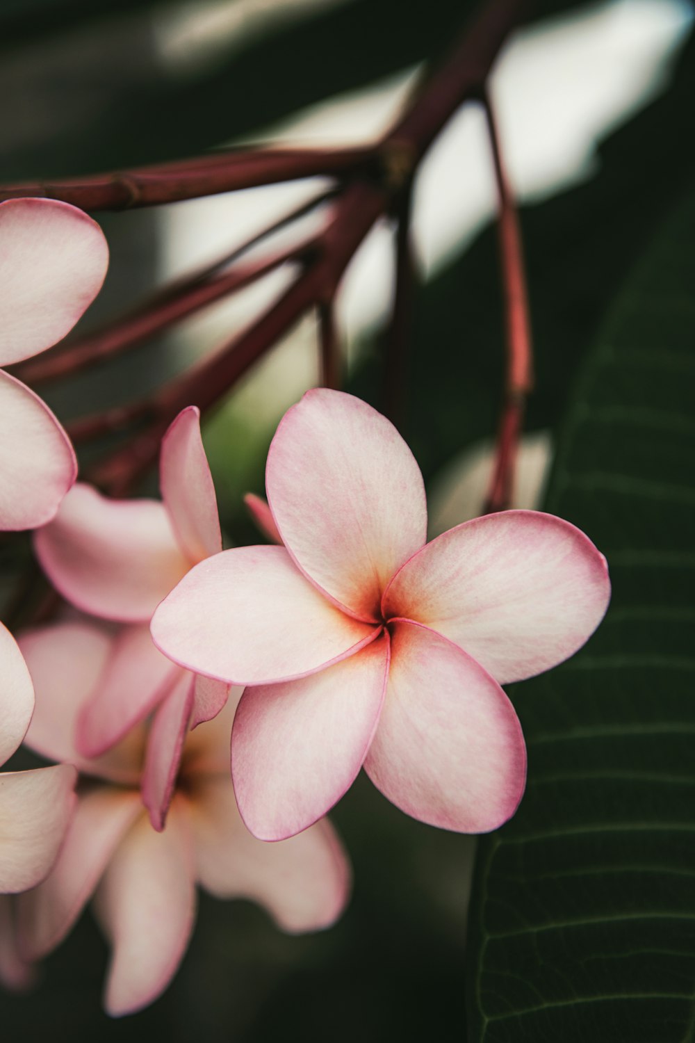 a close up of a pink flower on a plant