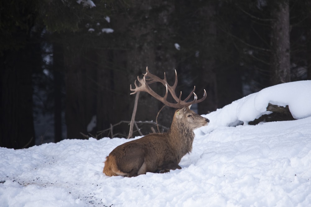 a deer laying in the snow in front of some trees