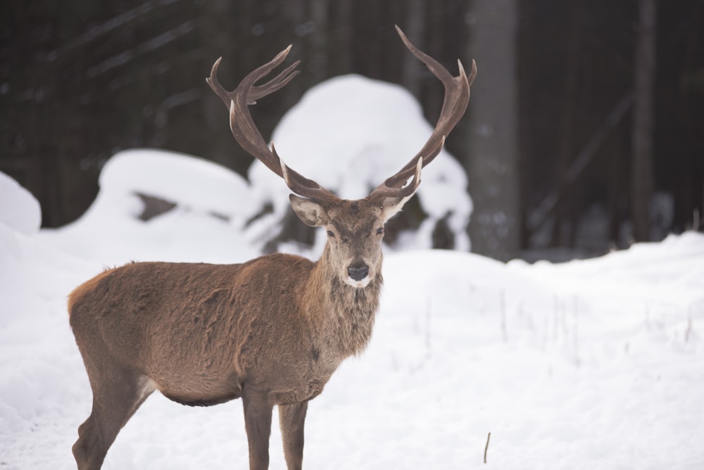 a deer standing in the snow looking at the camera