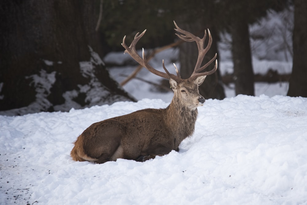 a deer laying in the snow in front of some trees