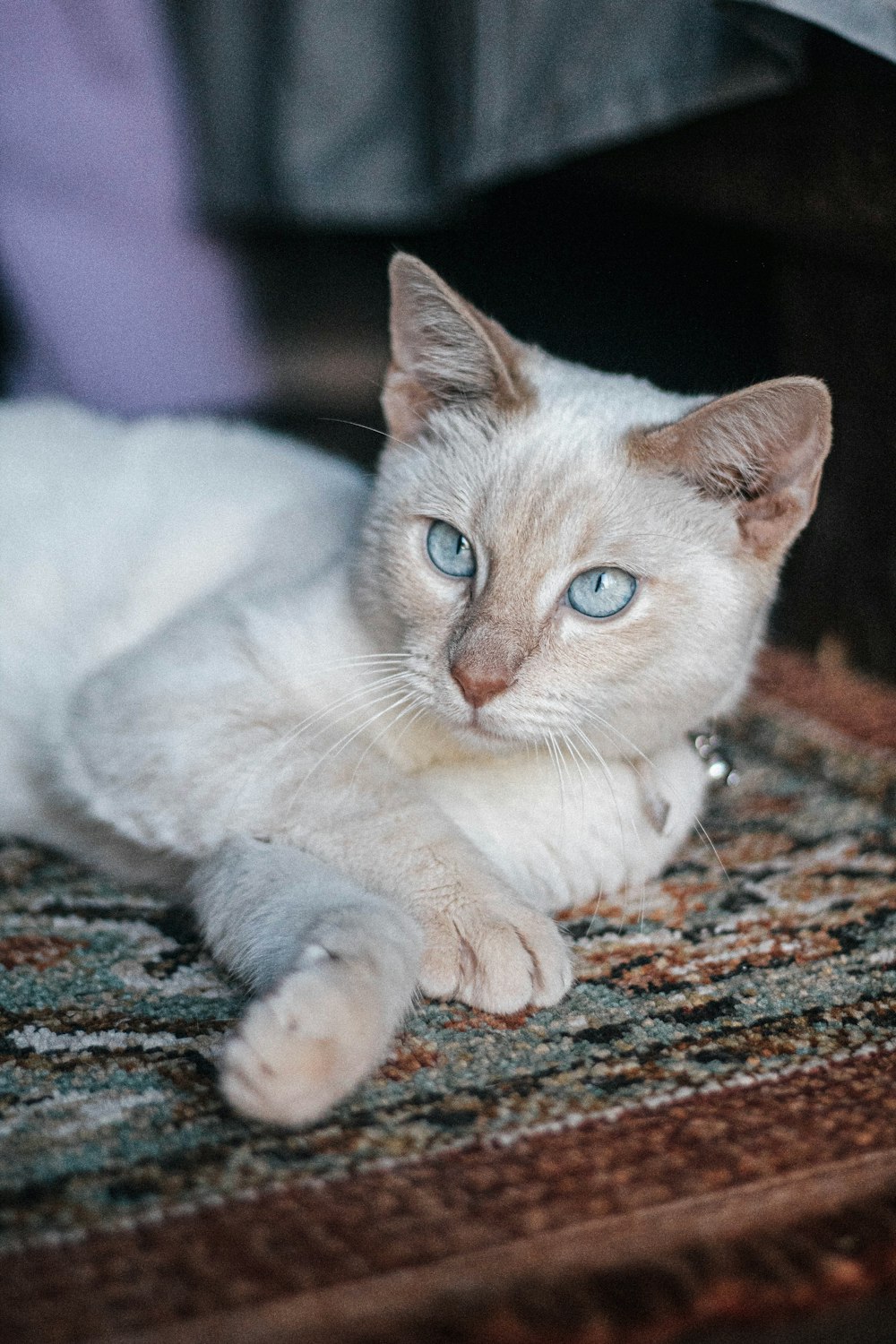 a white cat with blue eyes laying on a rug