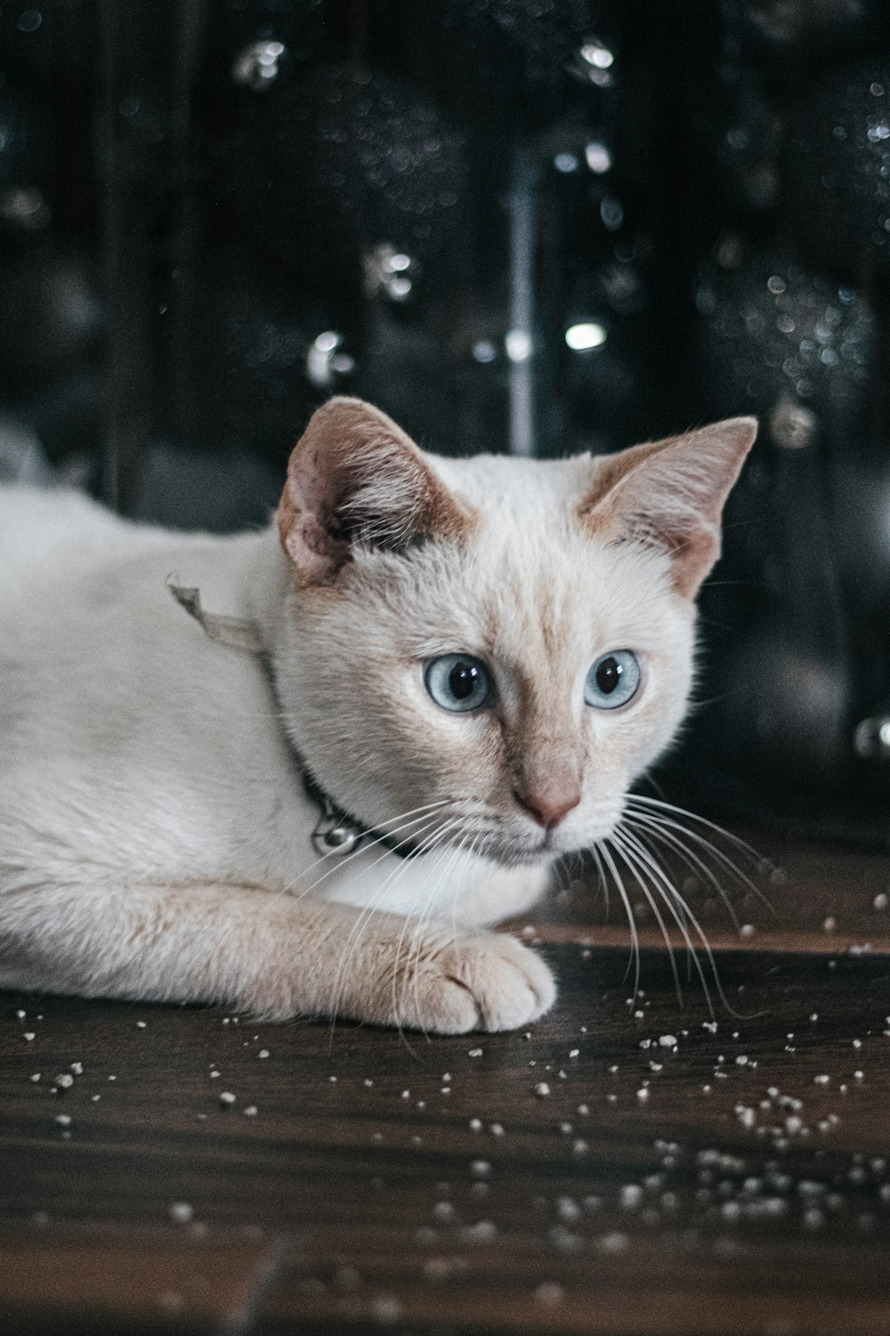 a white cat laying on top of a wooden floor