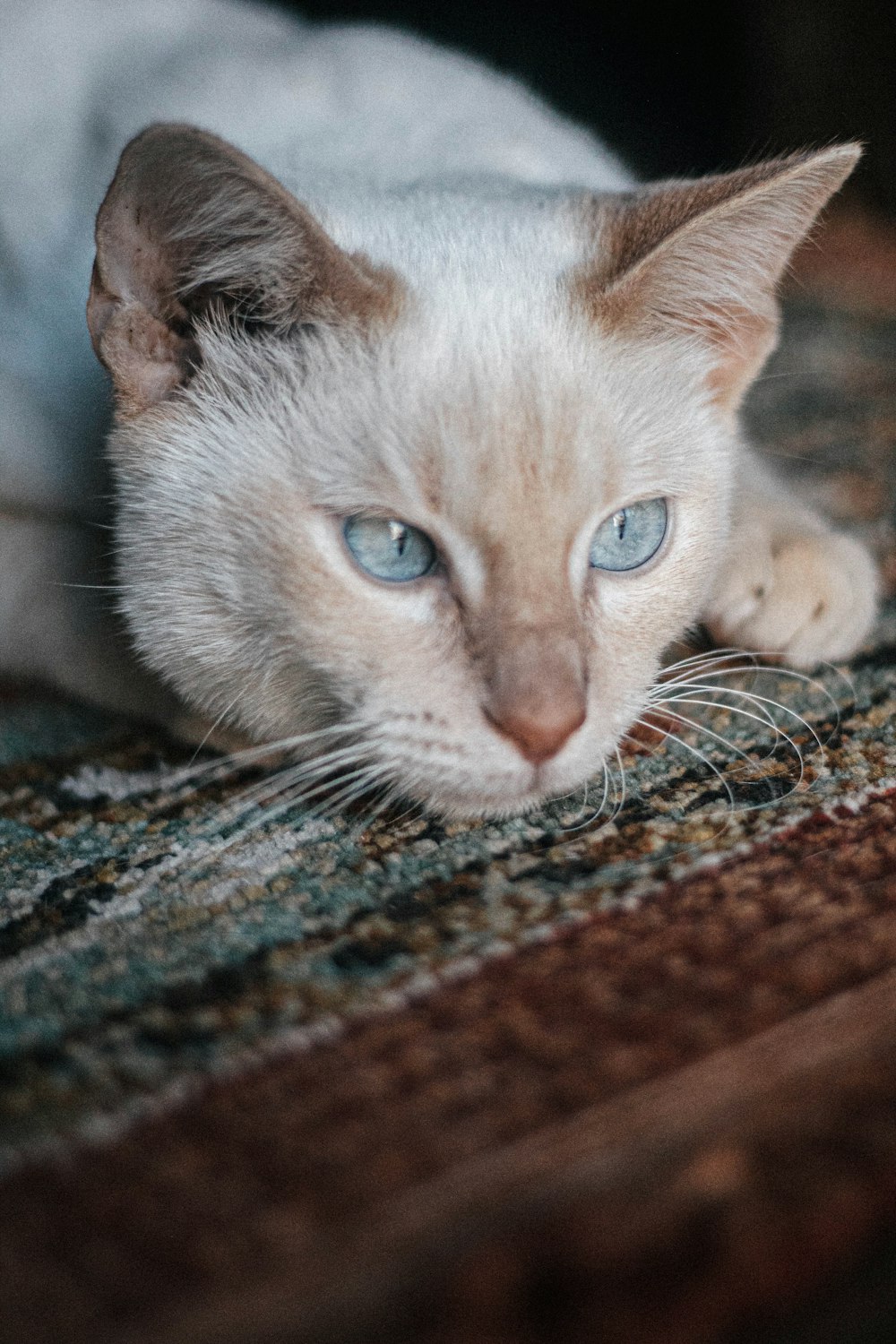 a white cat with blue eyes laying on a rug
