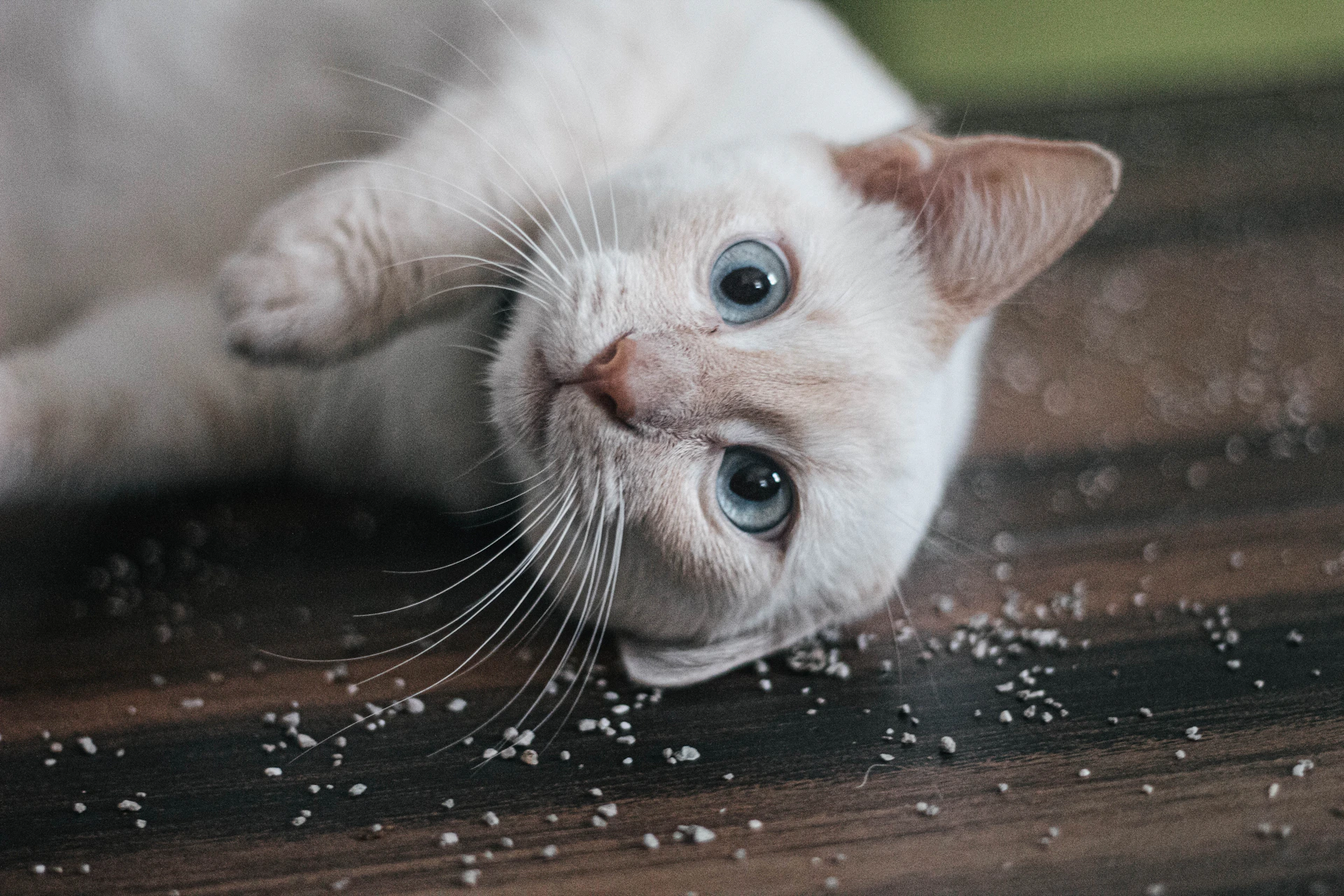 a white cat laying on top of a wooden floor